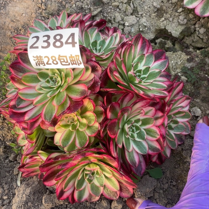 2384红倾城丛林三号棚W