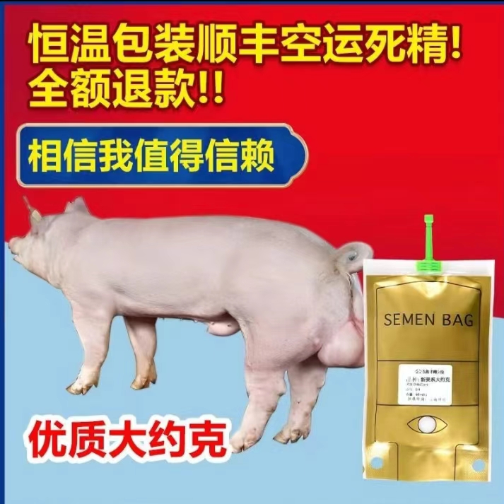 太湖母猪种种公猪黑杜黑金刚国寿黑精液用于育种配种授精