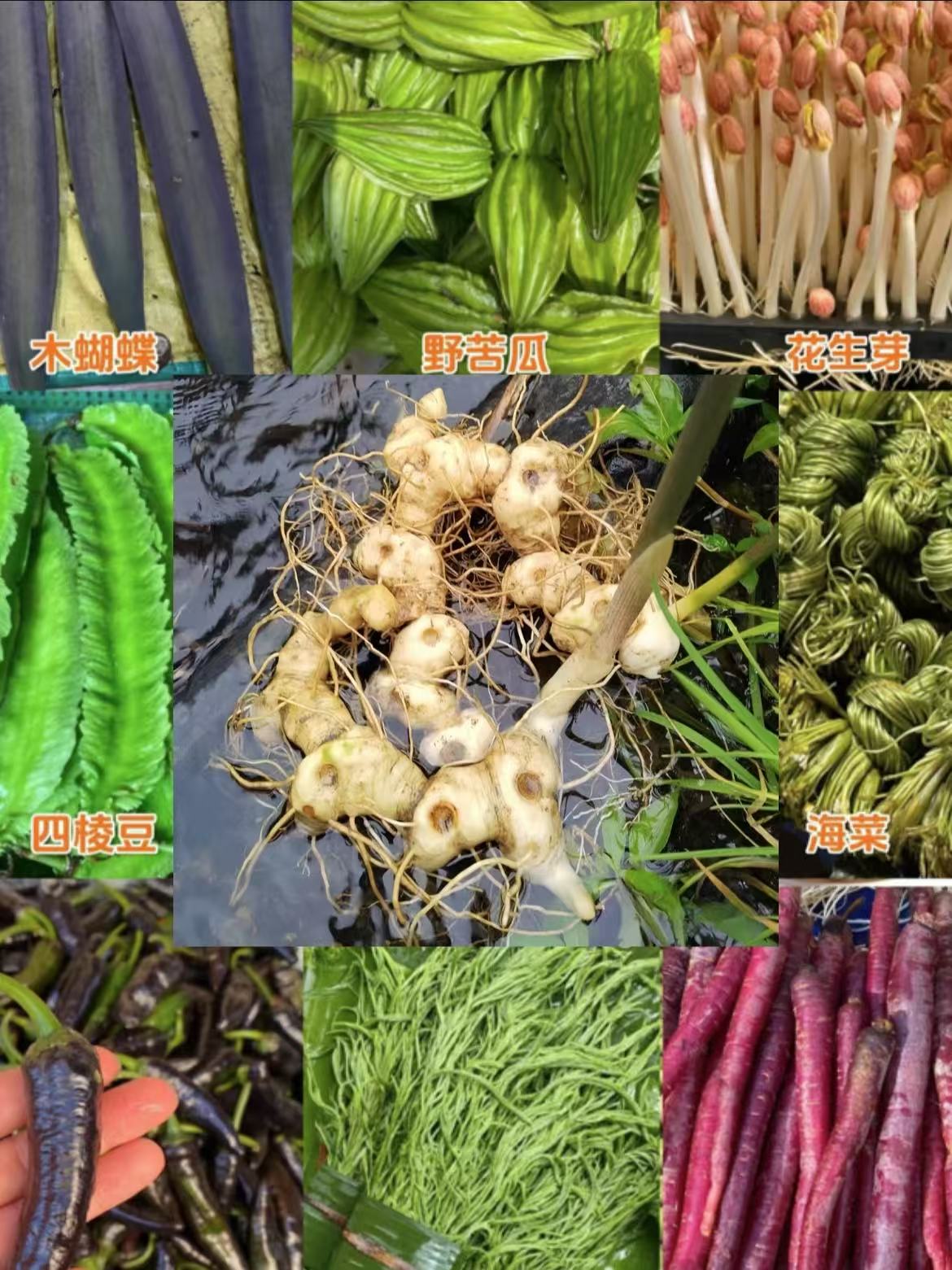 云南边境深山采药人现挖新鲜野生大黄姜老虎姜九蒸九制专用精色姜