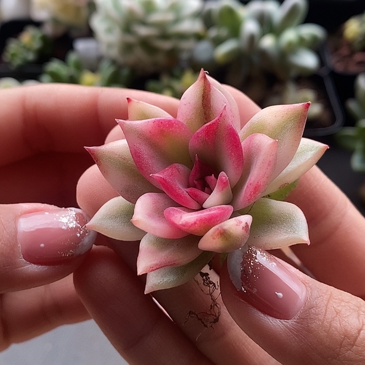 火焰山锦多肉植物