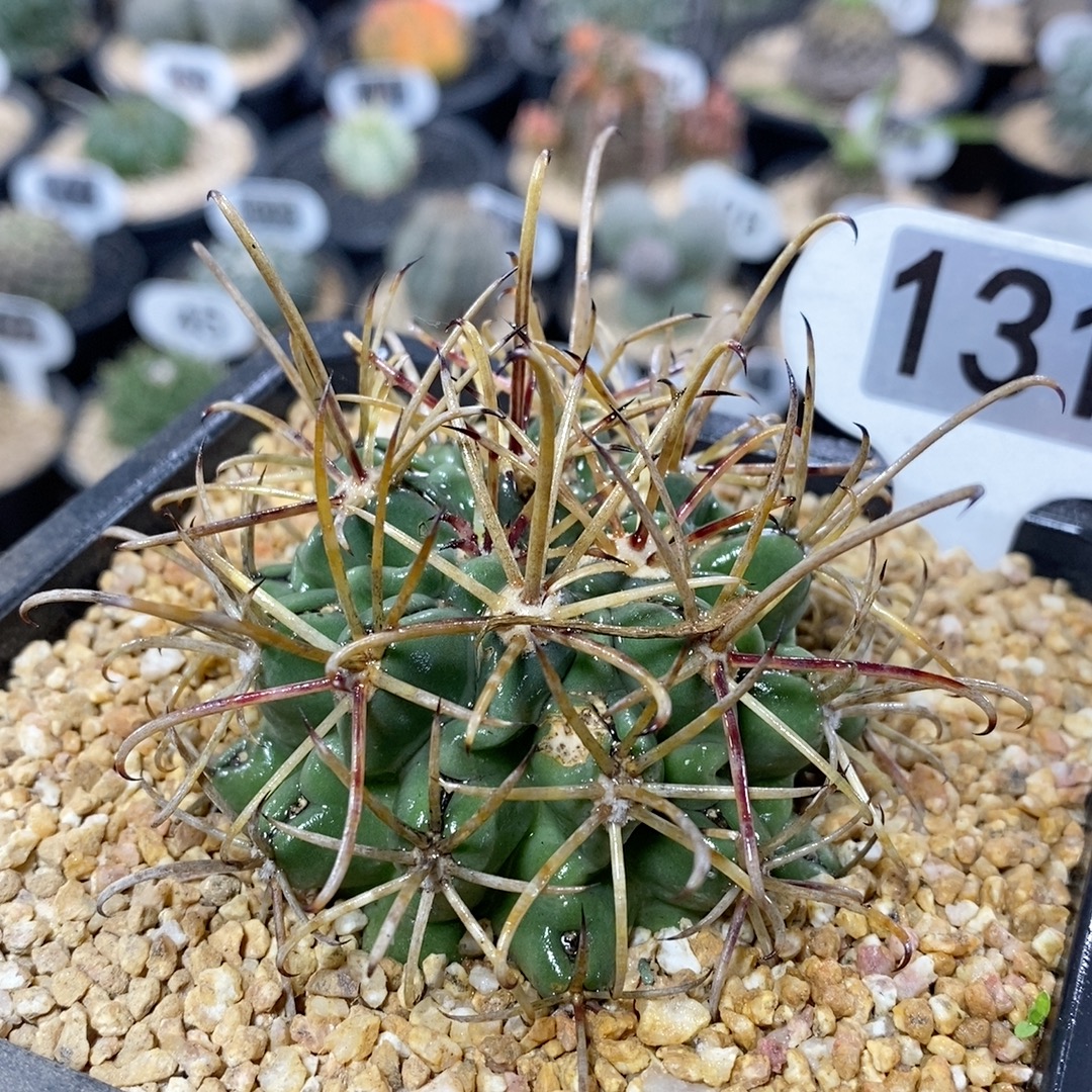 131号实生黑罗刹5.5cm