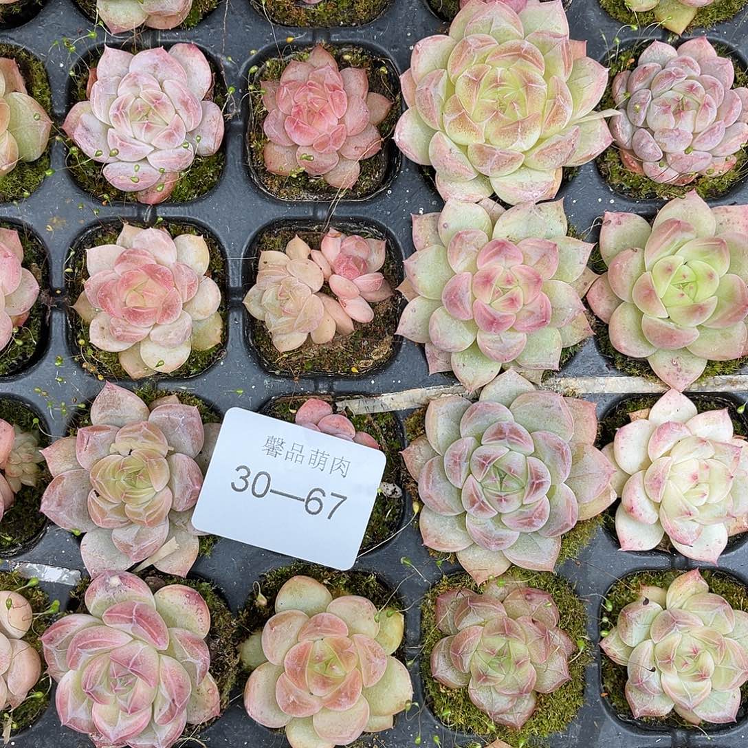 多肉一物一拍30-67