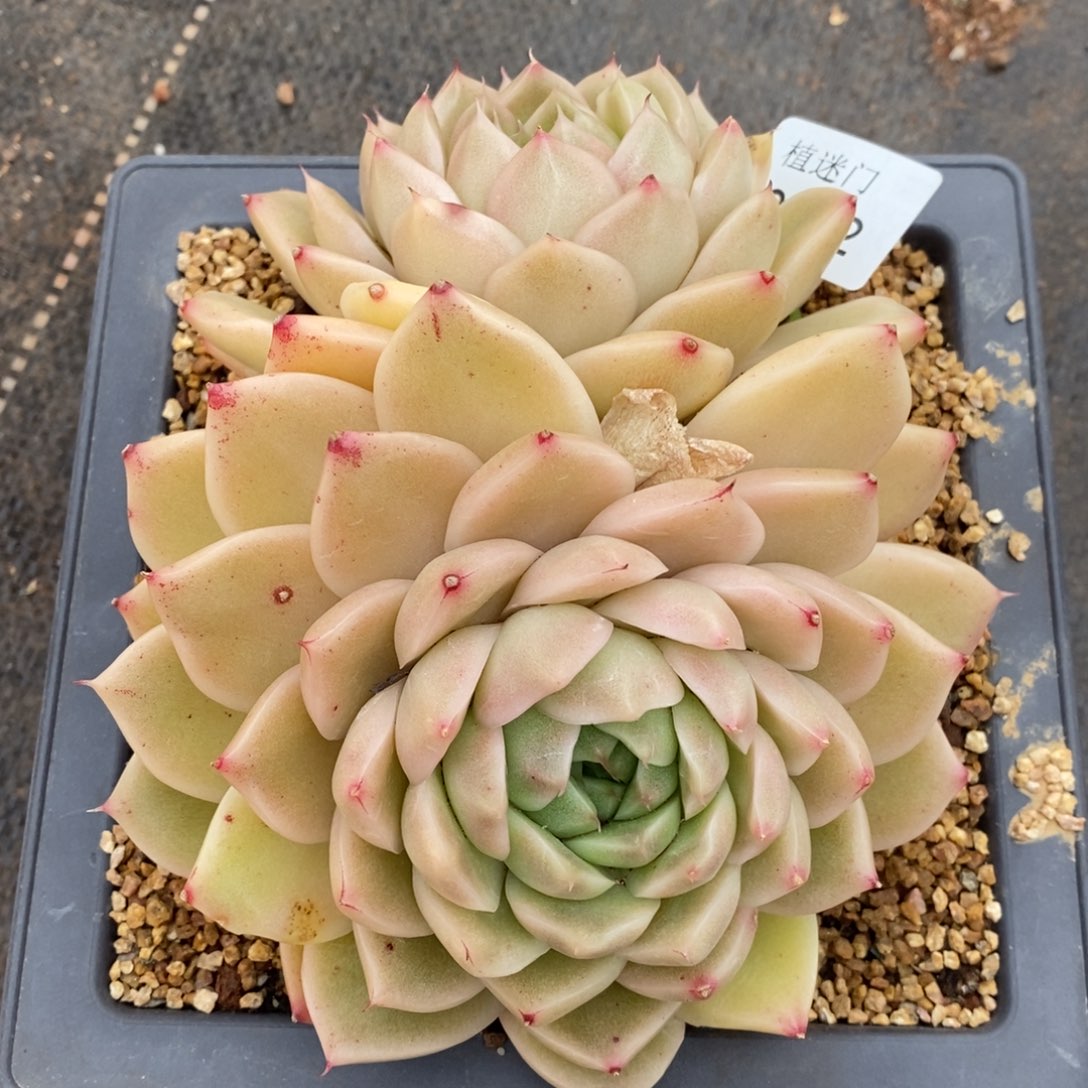 ?****不包整散掉头3372