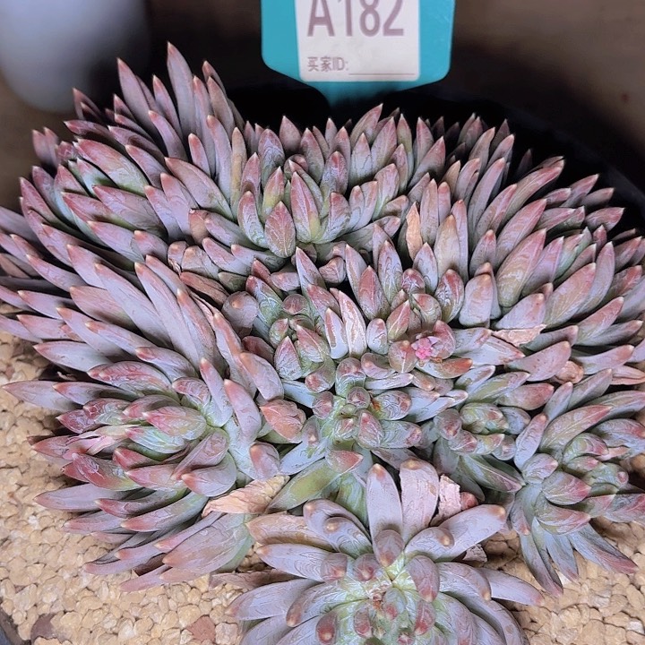 南*、炫彩一物一拍A182...