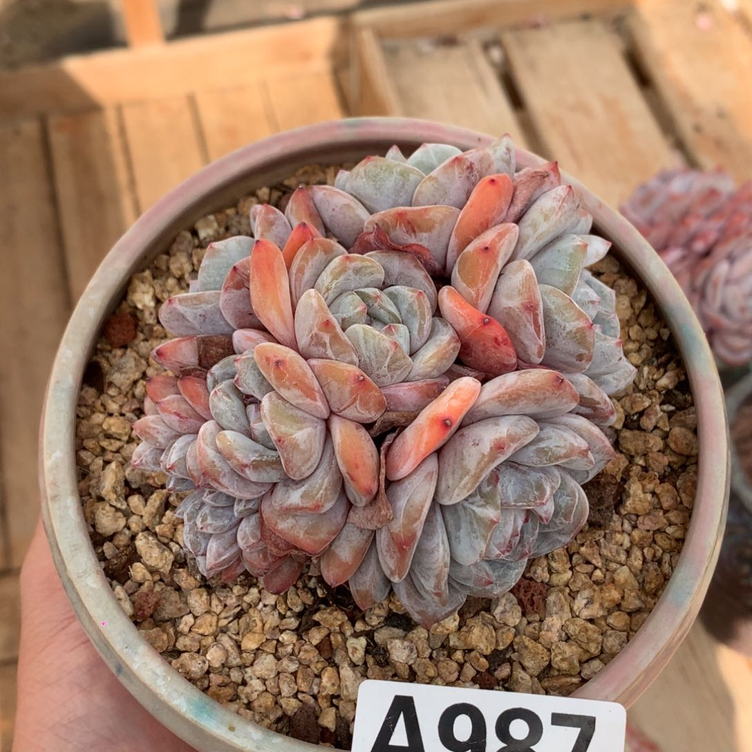 A987 6头星影带缀 有砍