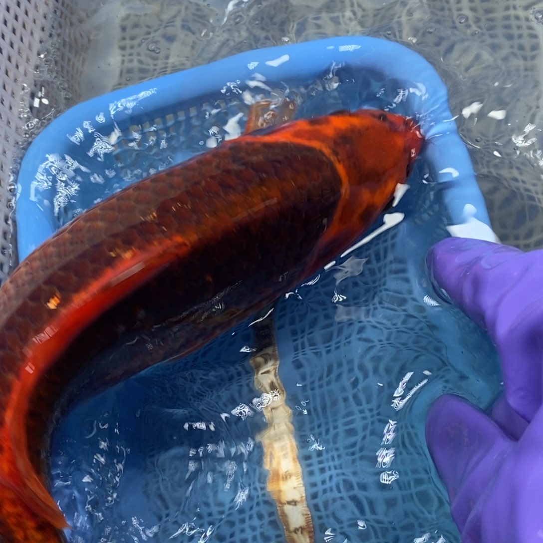 锦鲤冷水锦鲤包邮