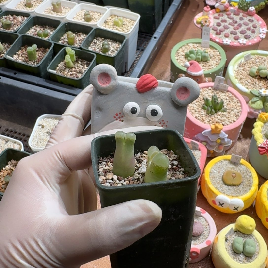 ****呀1211-026连盆带花肉锥