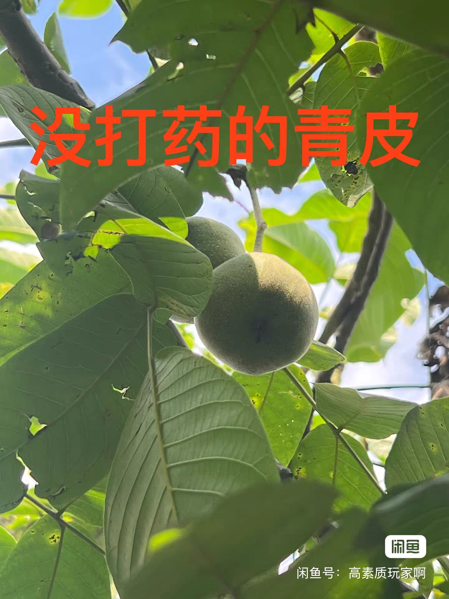 盘山青皮文玩核桃