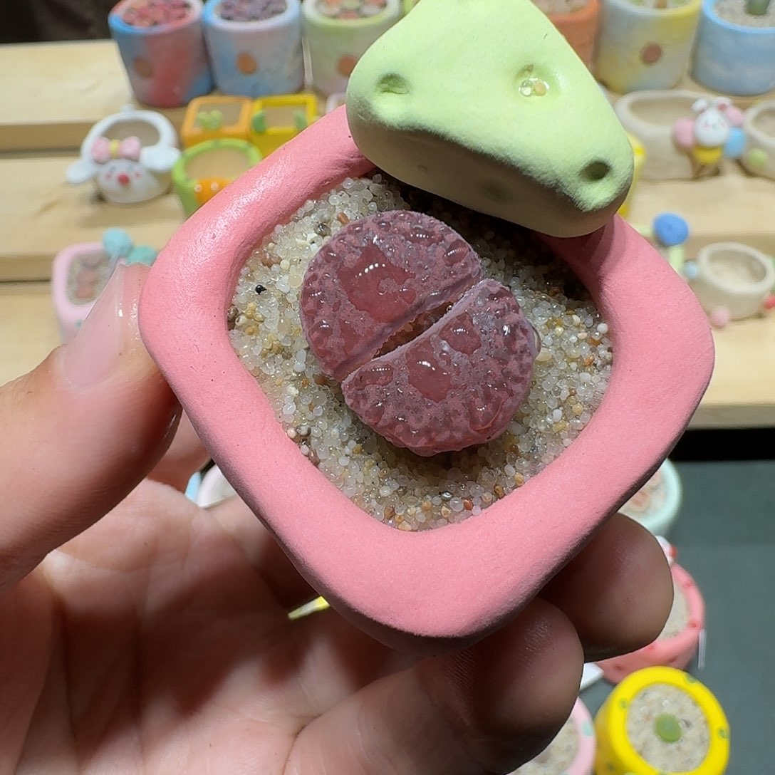 红陶蘑菇457紫折榴