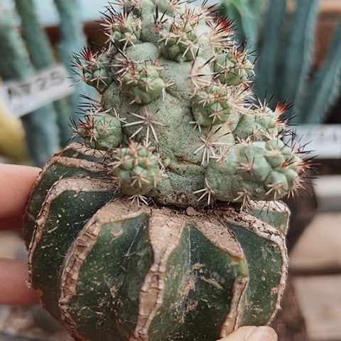 完全开放726帝王丸仙人球