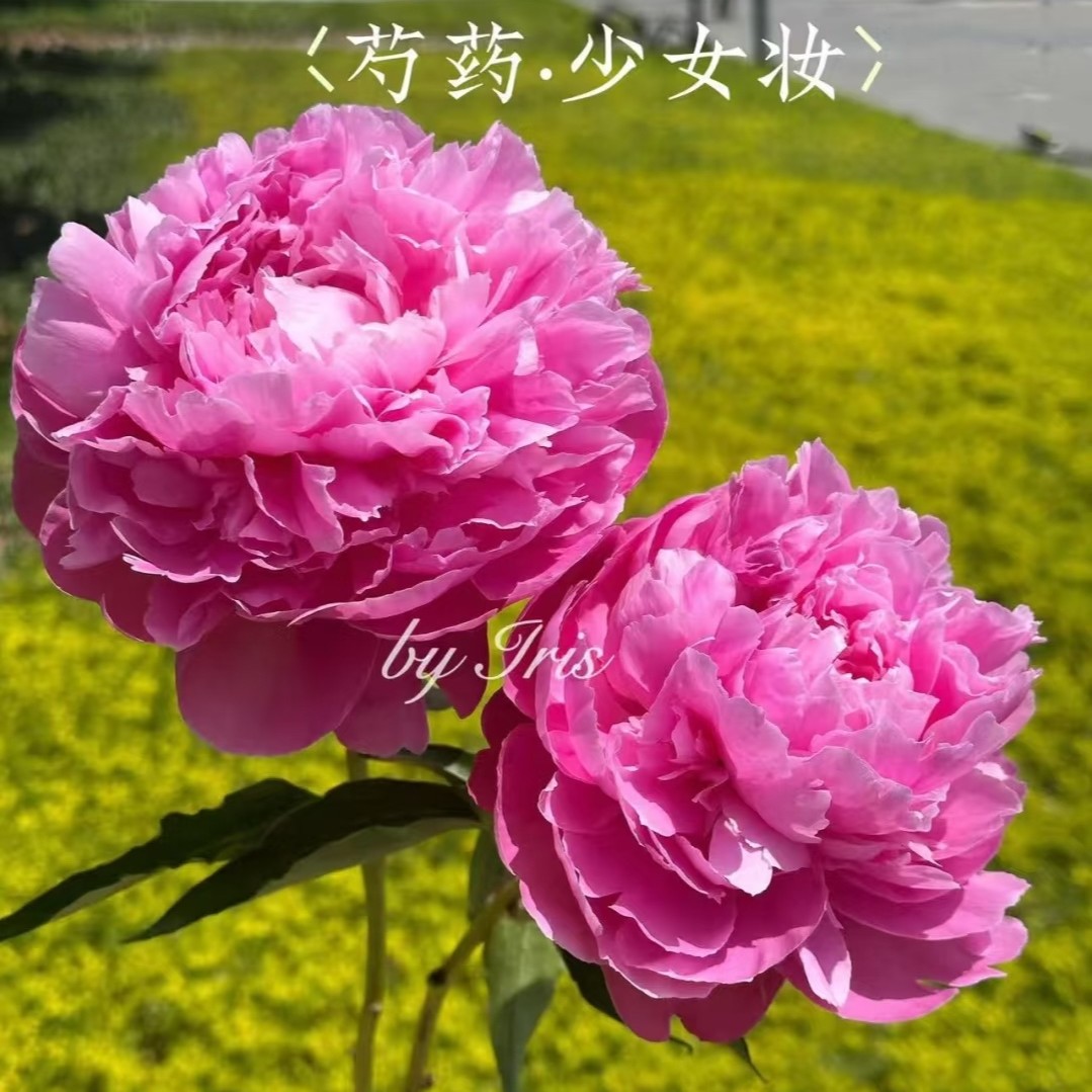 芍药：少女妆大苗