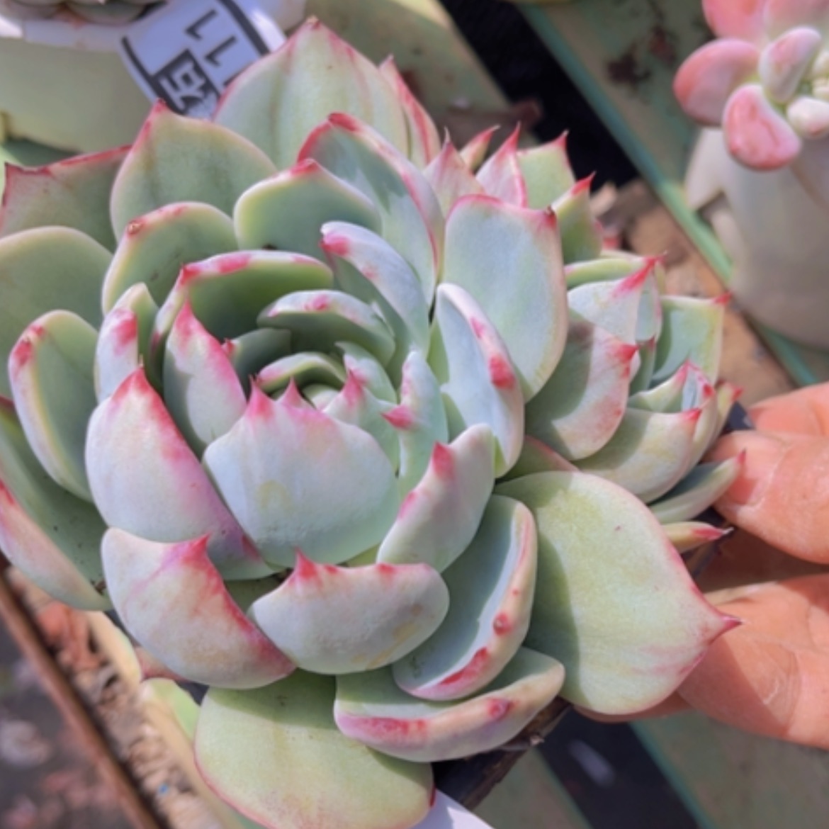 【闪购商品】惊鸿仙子08112