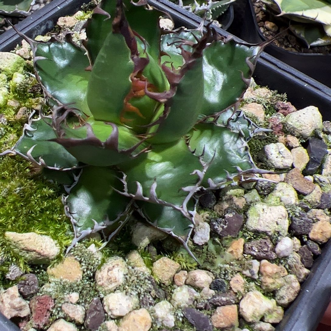 密刺霍利达龙舌兰