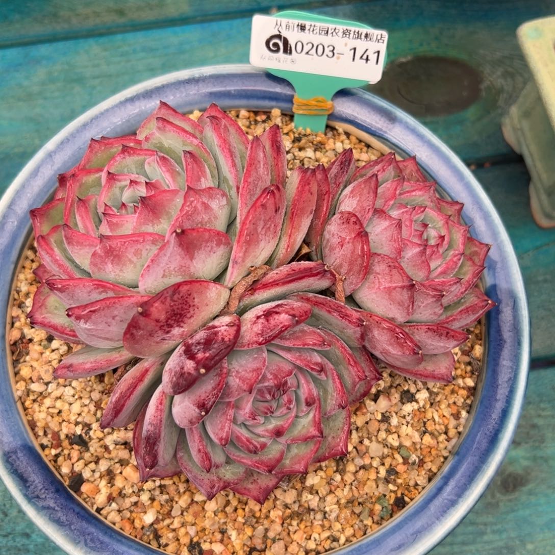 多肉一物一拍0203-141