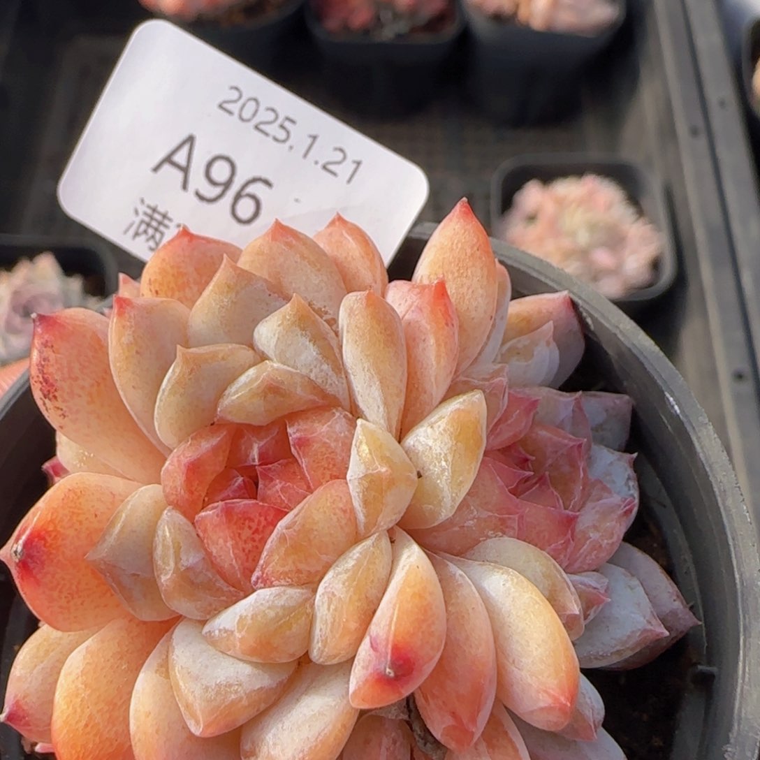 三头冰魄一颗脱土发货