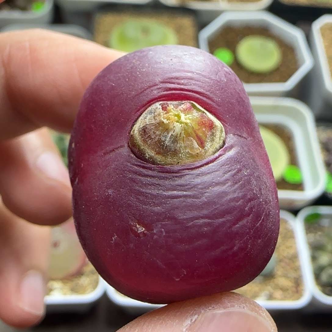 漂漂亮亮多肉植物106