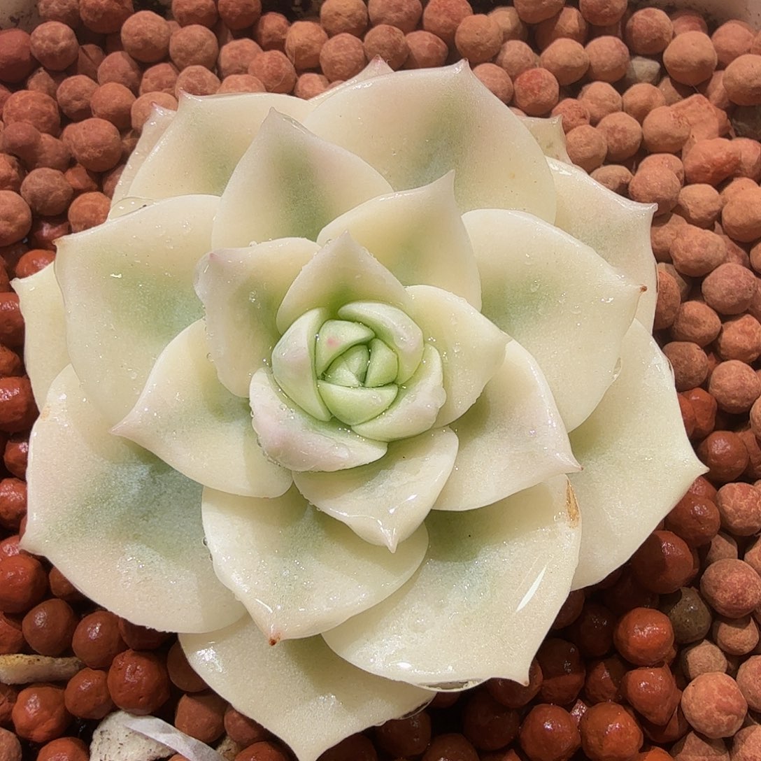 白牡丹锦，多肉植物