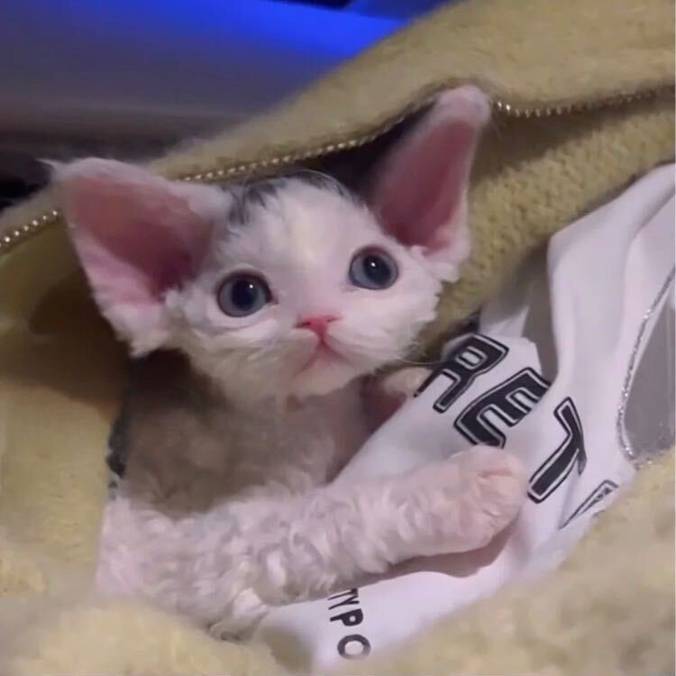 德文卷毛猫弟弟妹妹通用链接