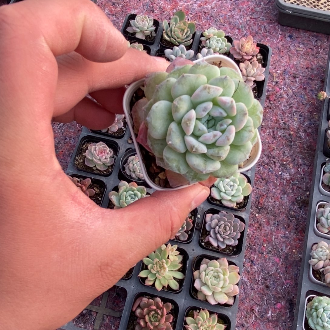 香***毒精美多肉满十元包邮非偏远