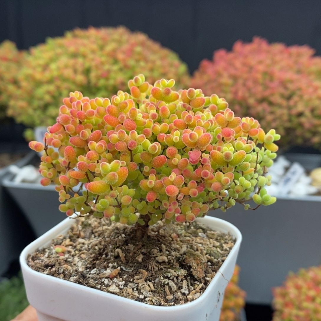 无花朵5号蜜橘糖球