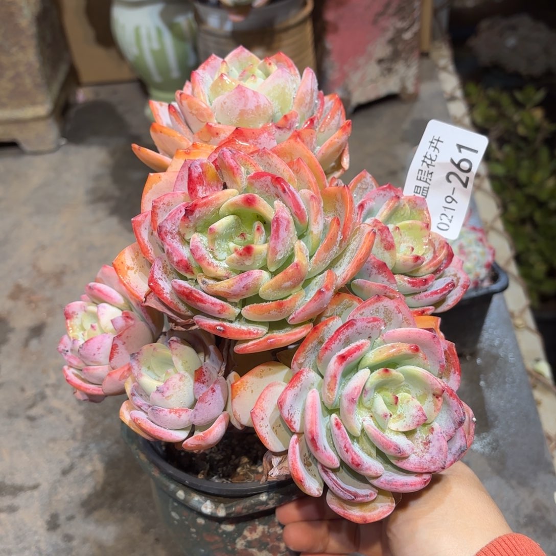 同温层多肉白月光261