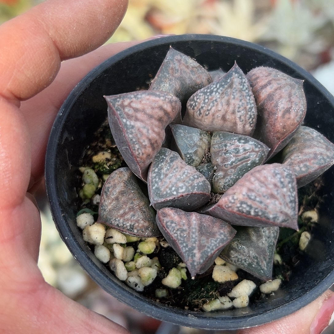 多肉植物花魁寿单头