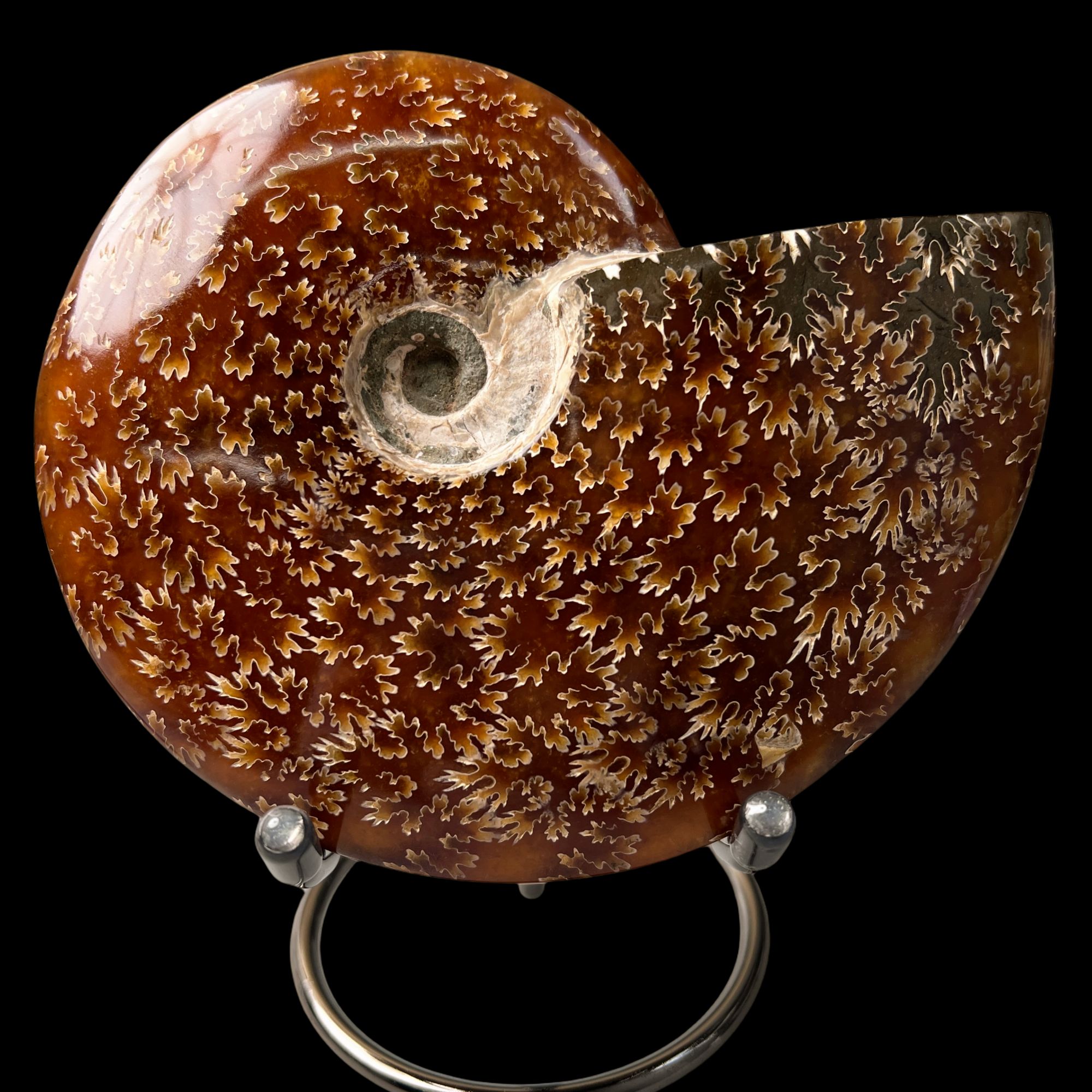 【 叶菊石（摆件）】141mm 玉化 马达加斯加 古贝壳N-1  E16