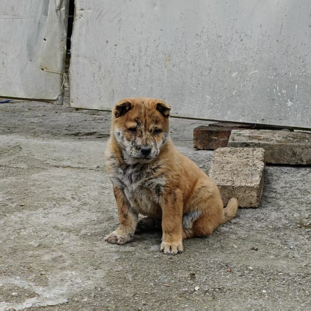 中华田园犬广西土猎犬活体