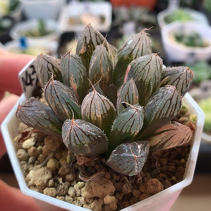 143号胭脂玉露锦一物一拍