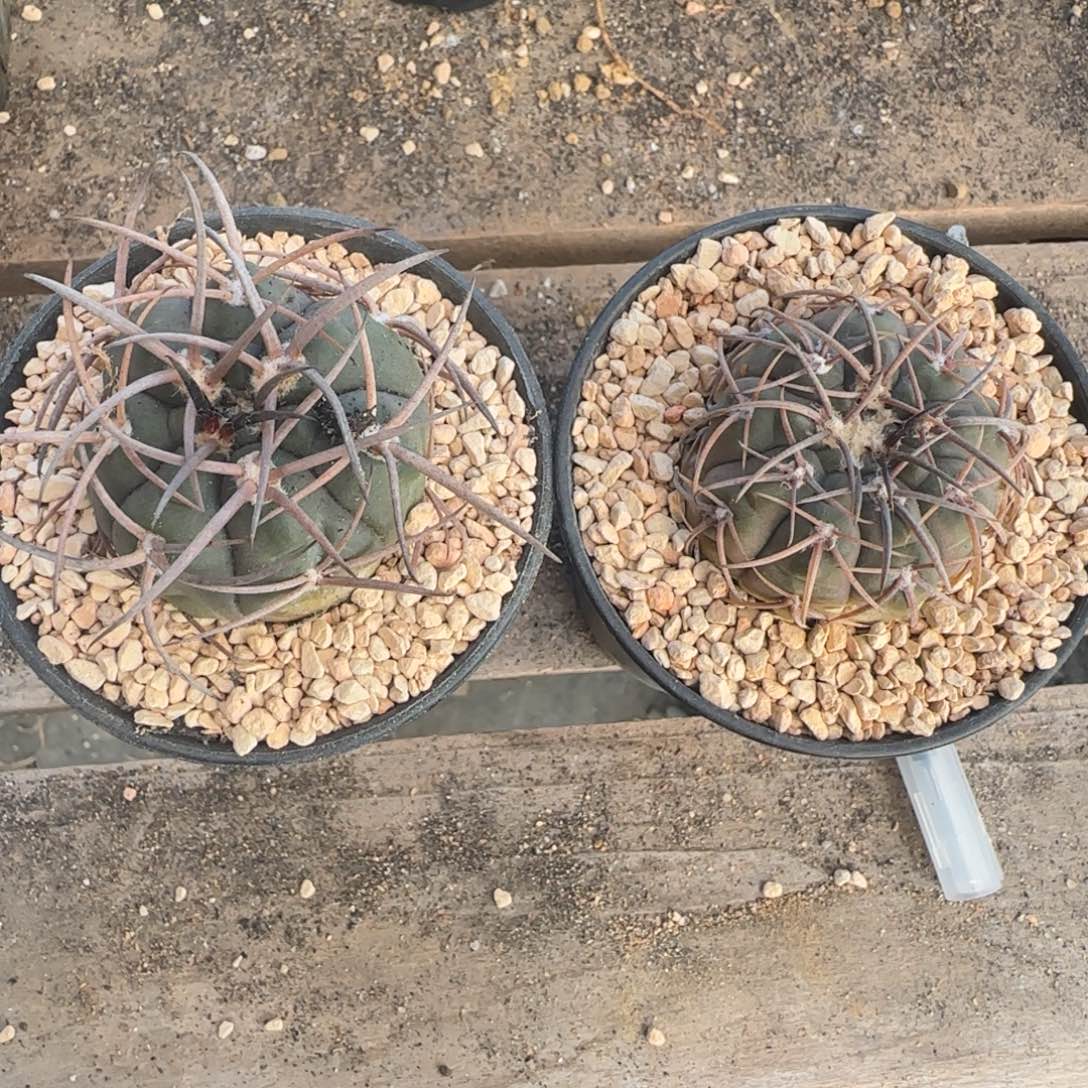 落***雨天平 2颗实生仙人球