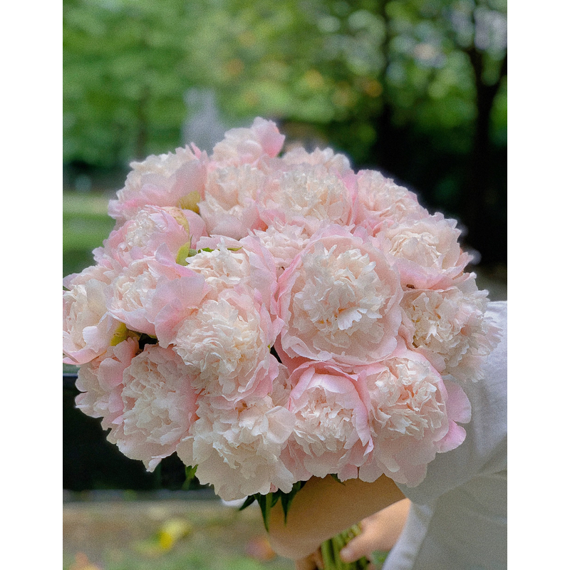 【现货佳妮+佛洛依德 任选】荷兰AAA级进口芍药重瓣芍药