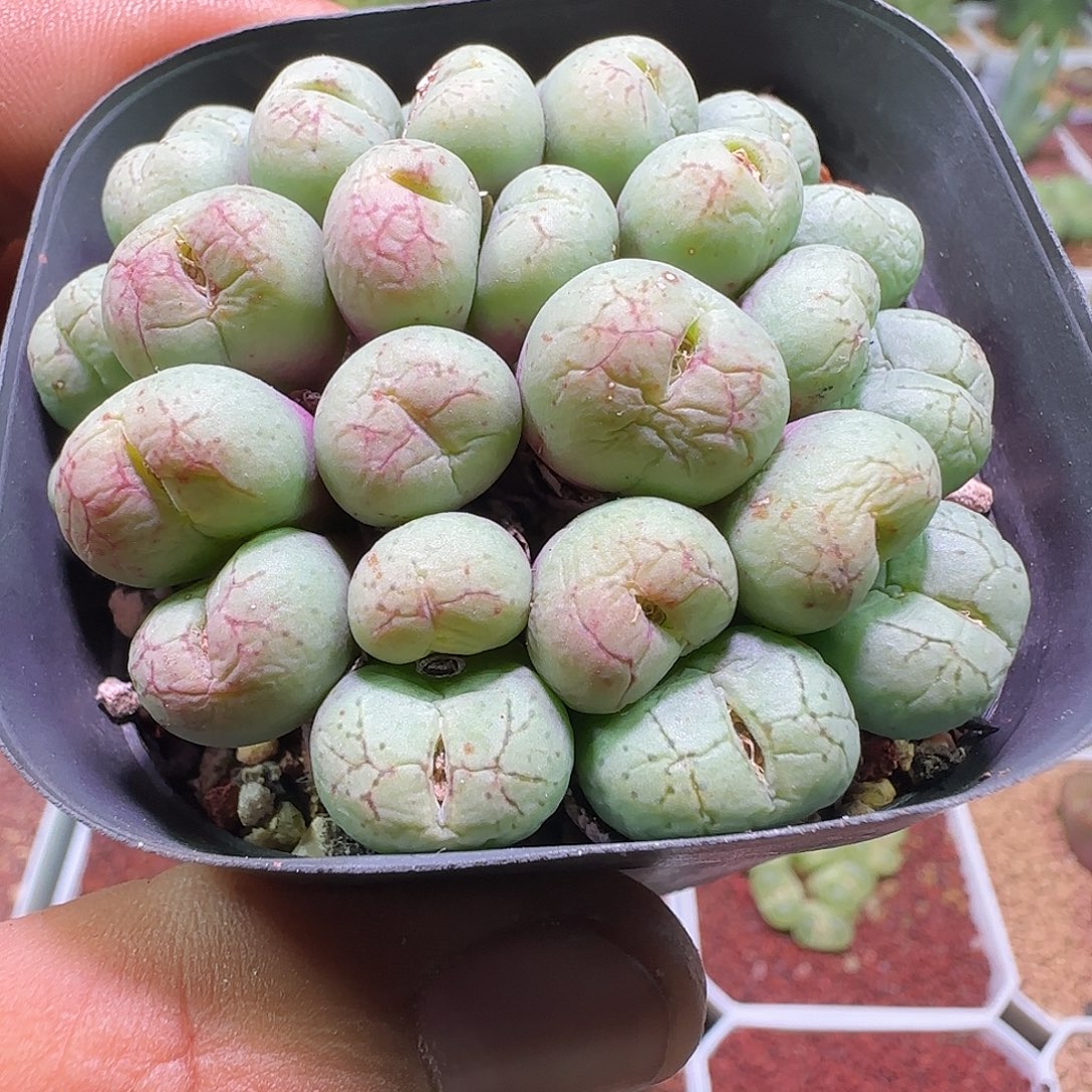 荧光玉。             005