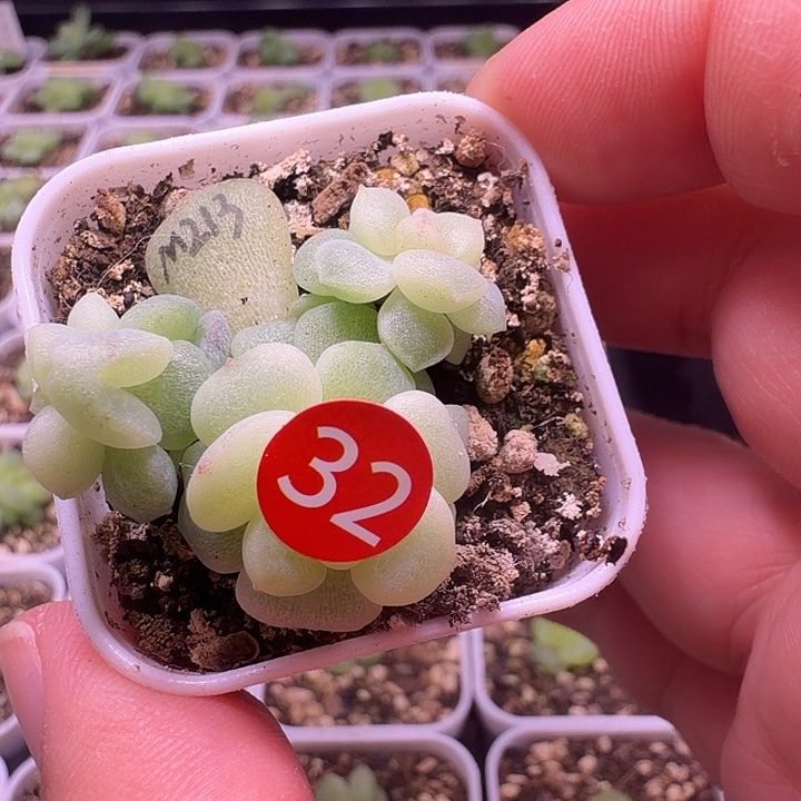 甜心213一物一拍三头四方盆