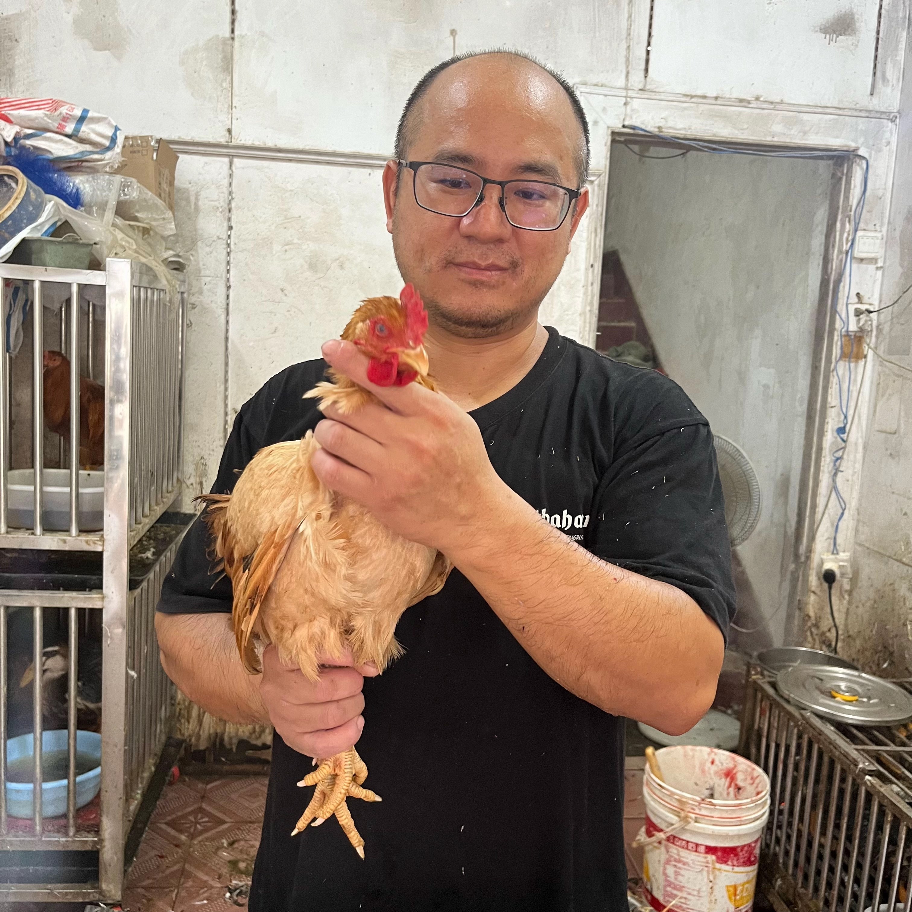 母鸡生蛋孵化出来的纯放养土鸡