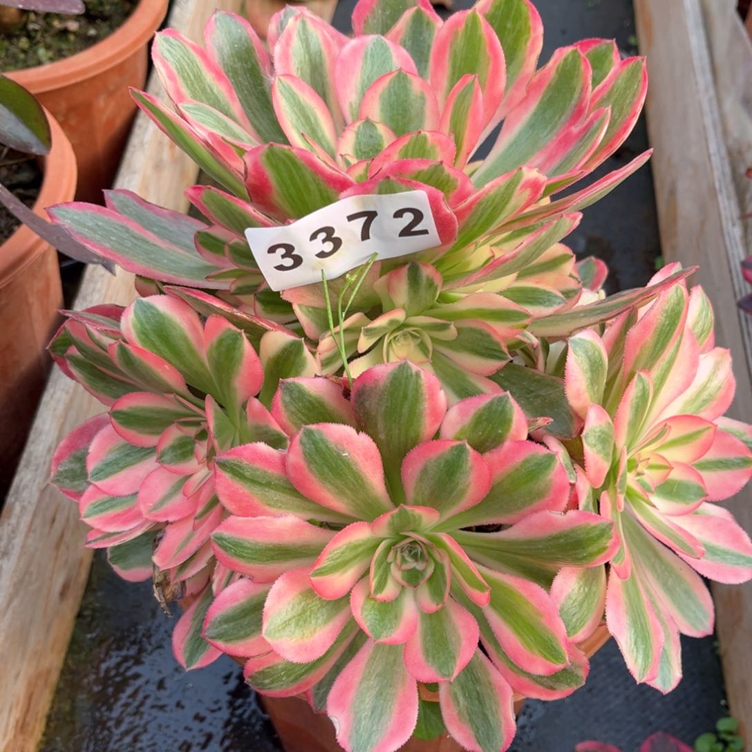 粉女郎多肉发货发货