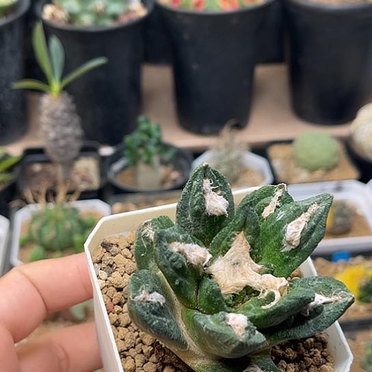 无花朵选拔杂交牡丹自根带盆