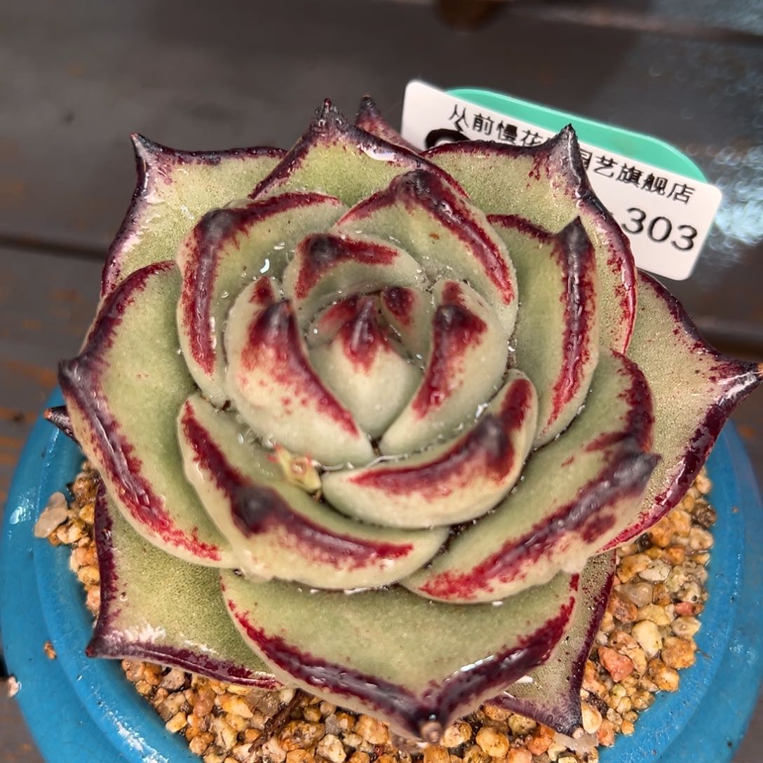 从前慢多肉精选编号0215.303