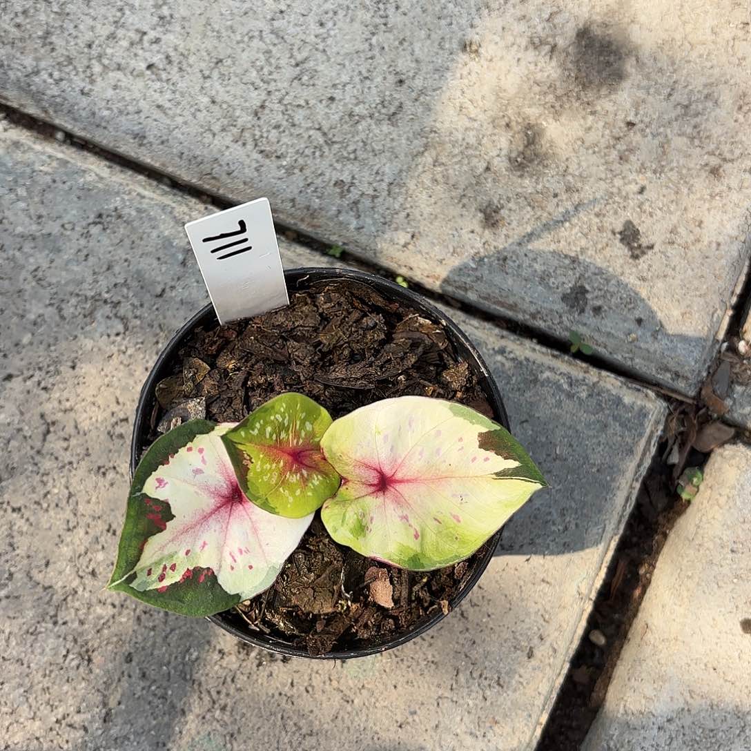 泰国彩叶芋711-0204