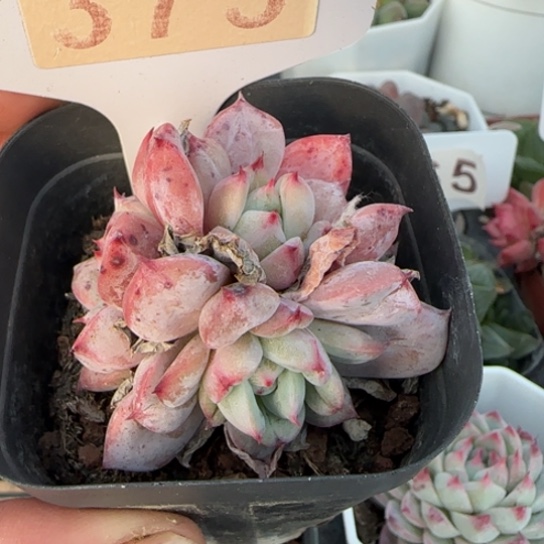 375布莱特一物一拍多肉