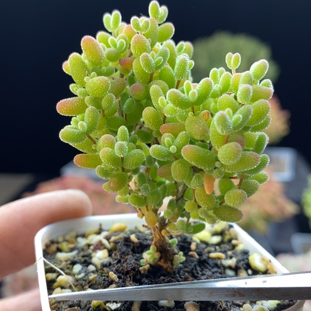 371蜜橘糖球。          