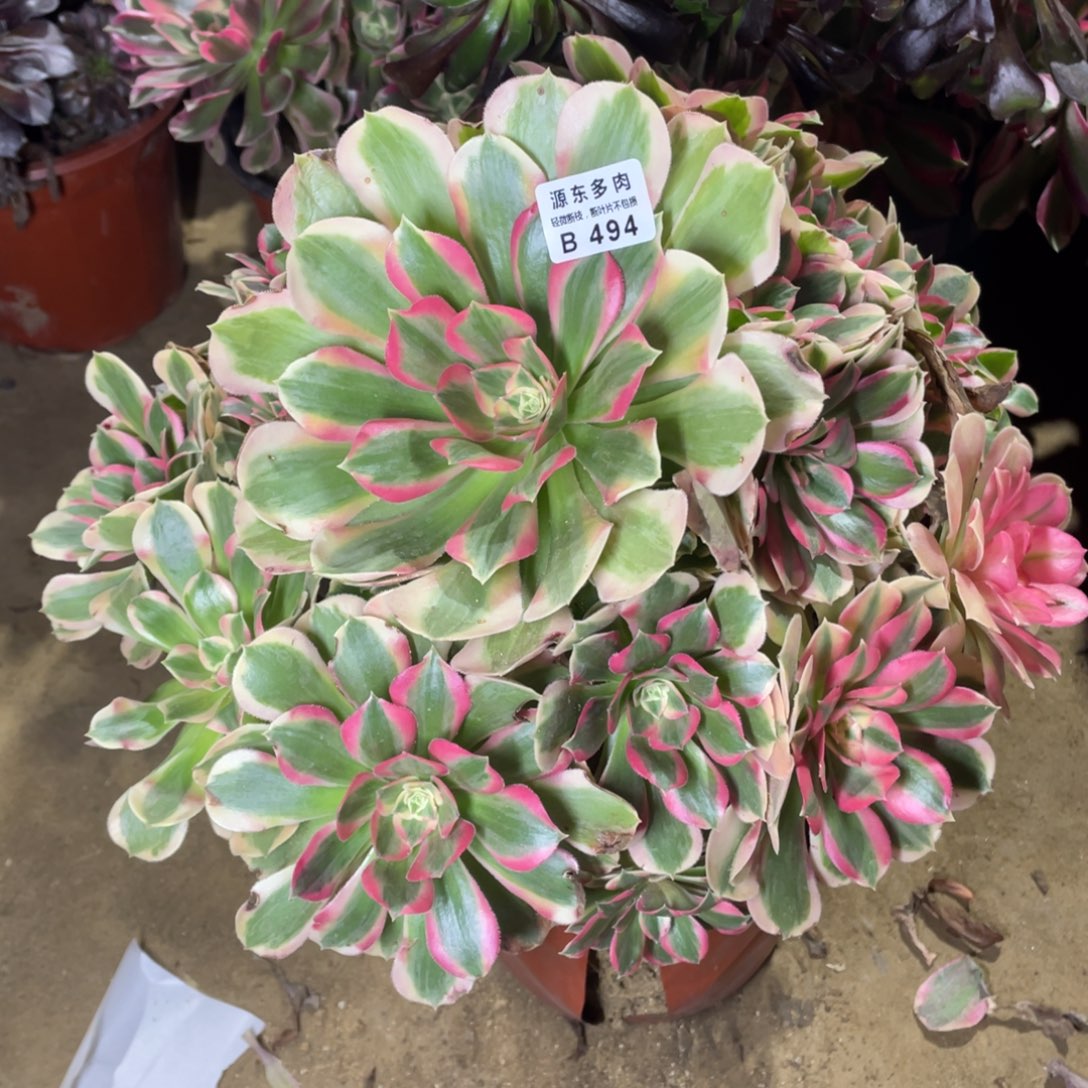 494青苹果多肉法师断枝不包