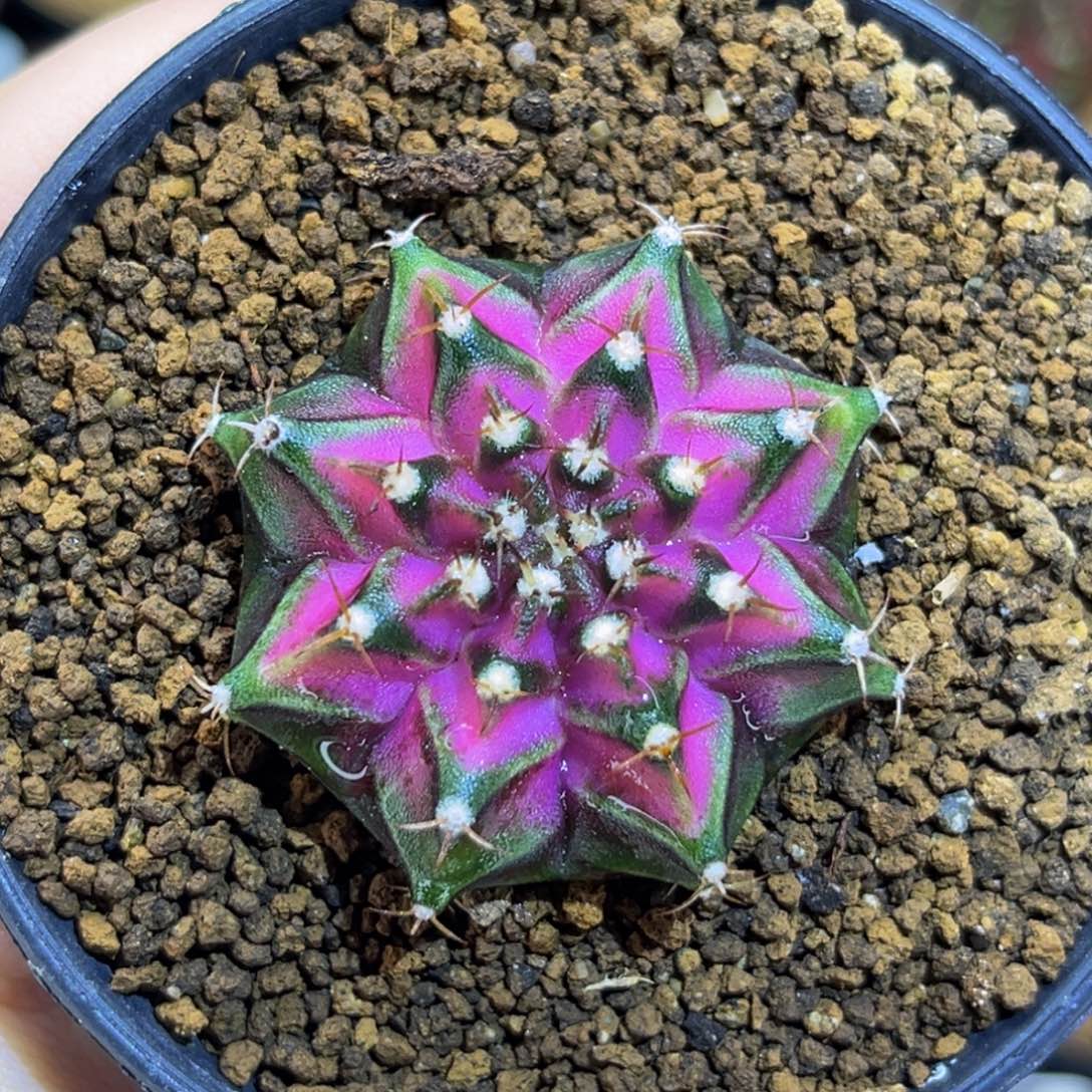 海神 米哈仙人球 