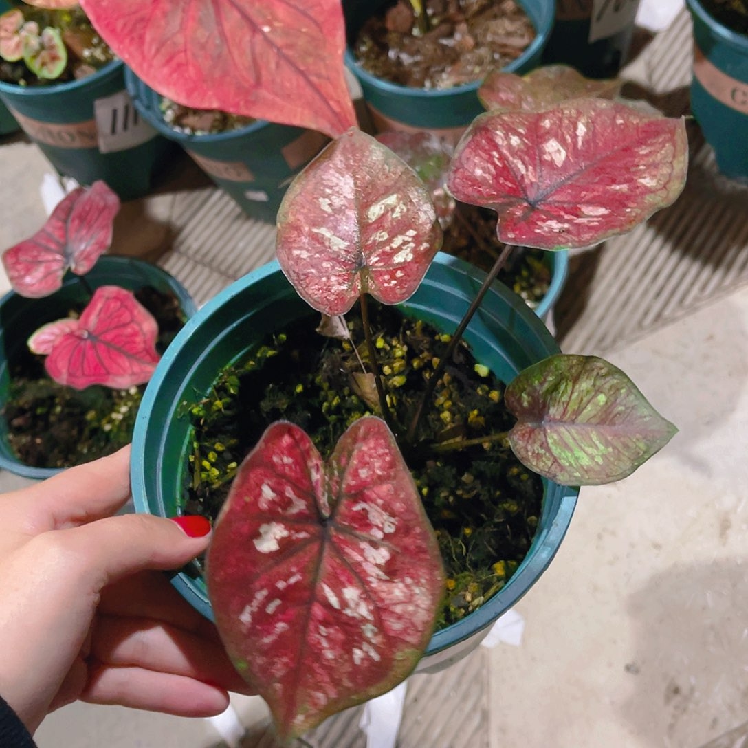 完全开放1421泰彩一物一拍