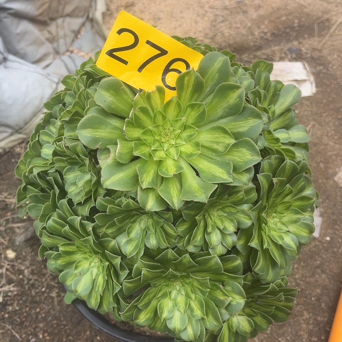 276翡翠琉璃多肉植物多肉