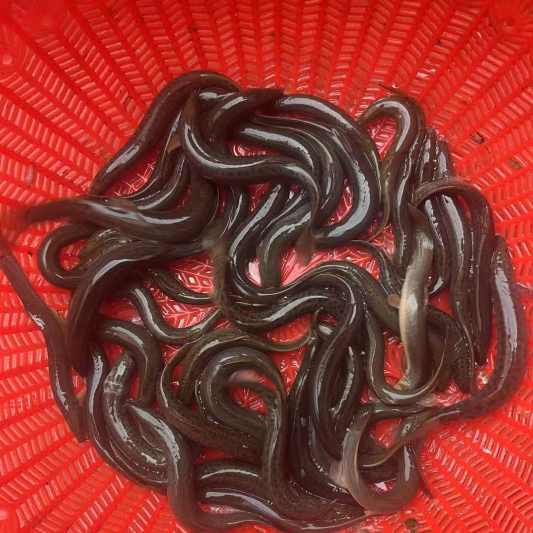 精挑野生青泥鳅圆泥鳅3斤装中大号