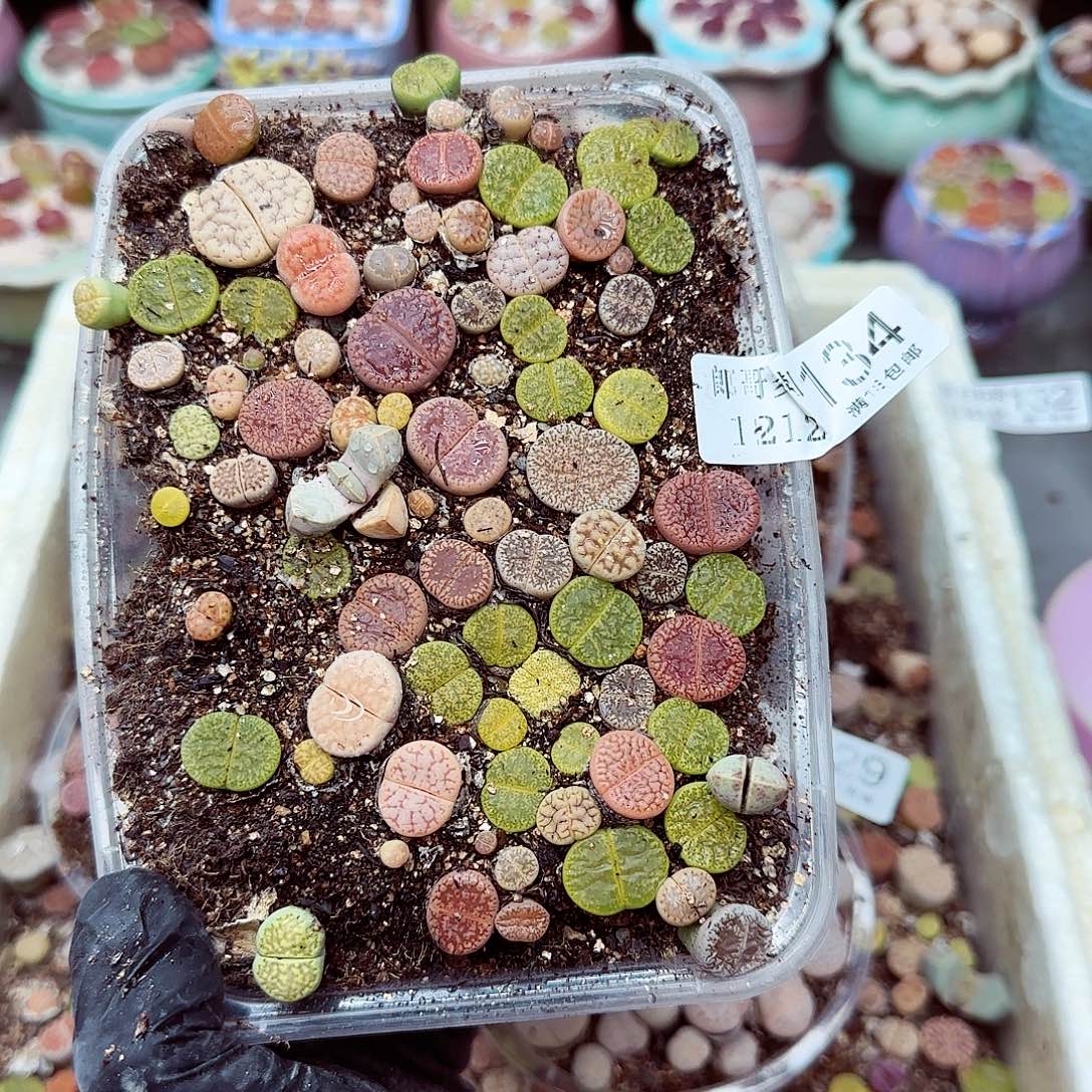 生石花满18包邮1212-134