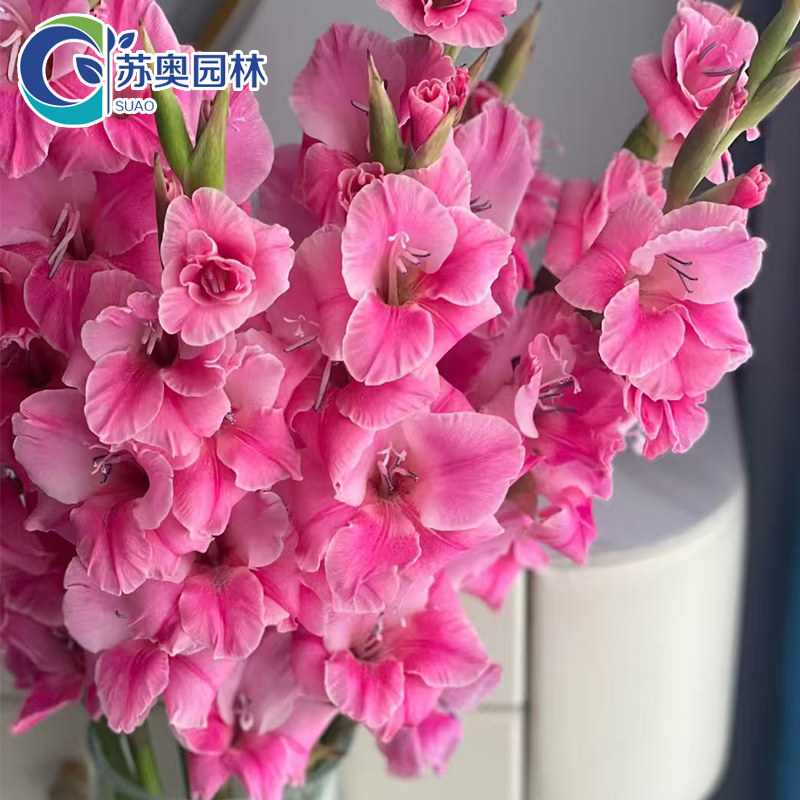 5颗【皇家玫瑰】唐菖蒲剑兰种球进口球根花卉阳台室外庭院盆栽四季