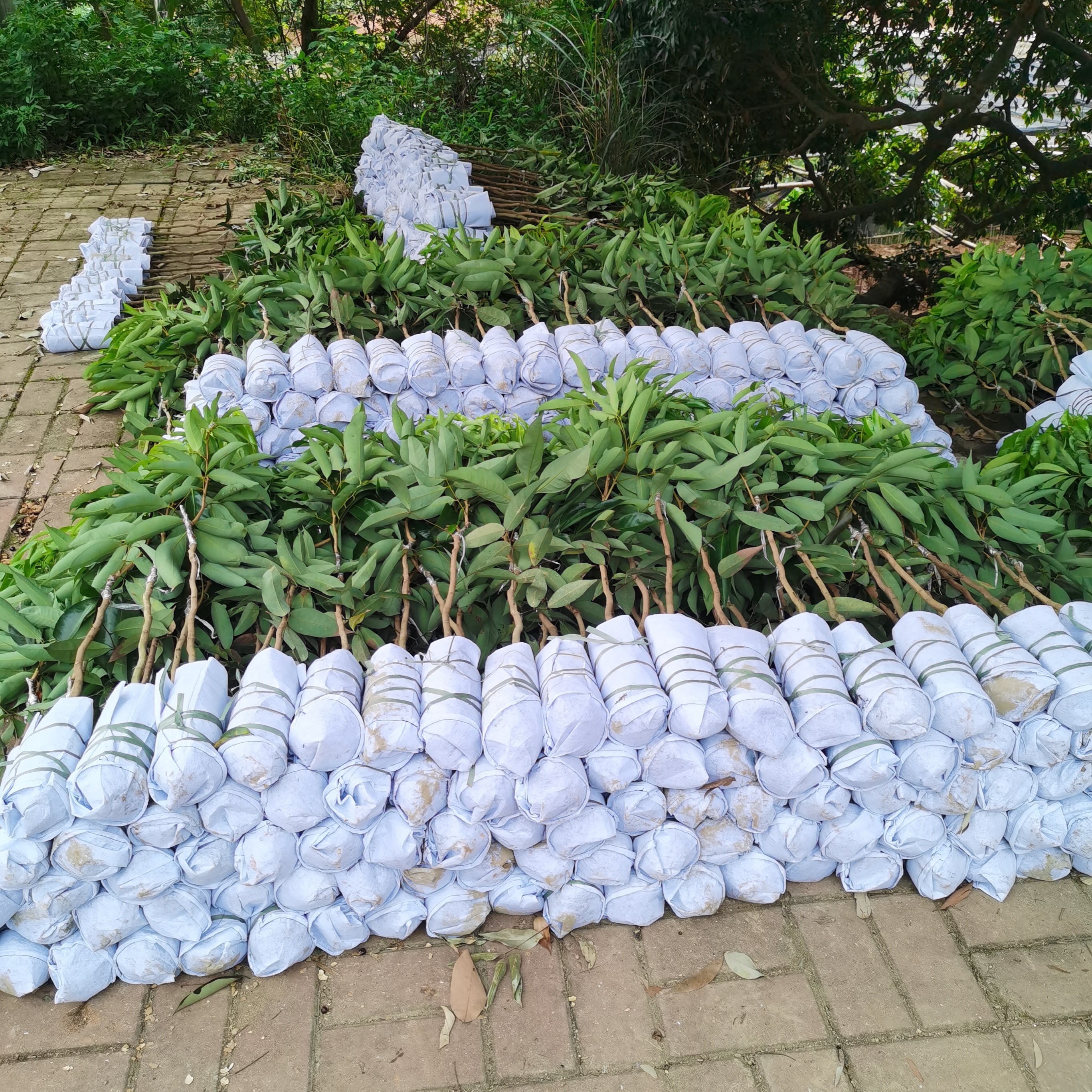 精品仙进奉荔枝土球苗1棵