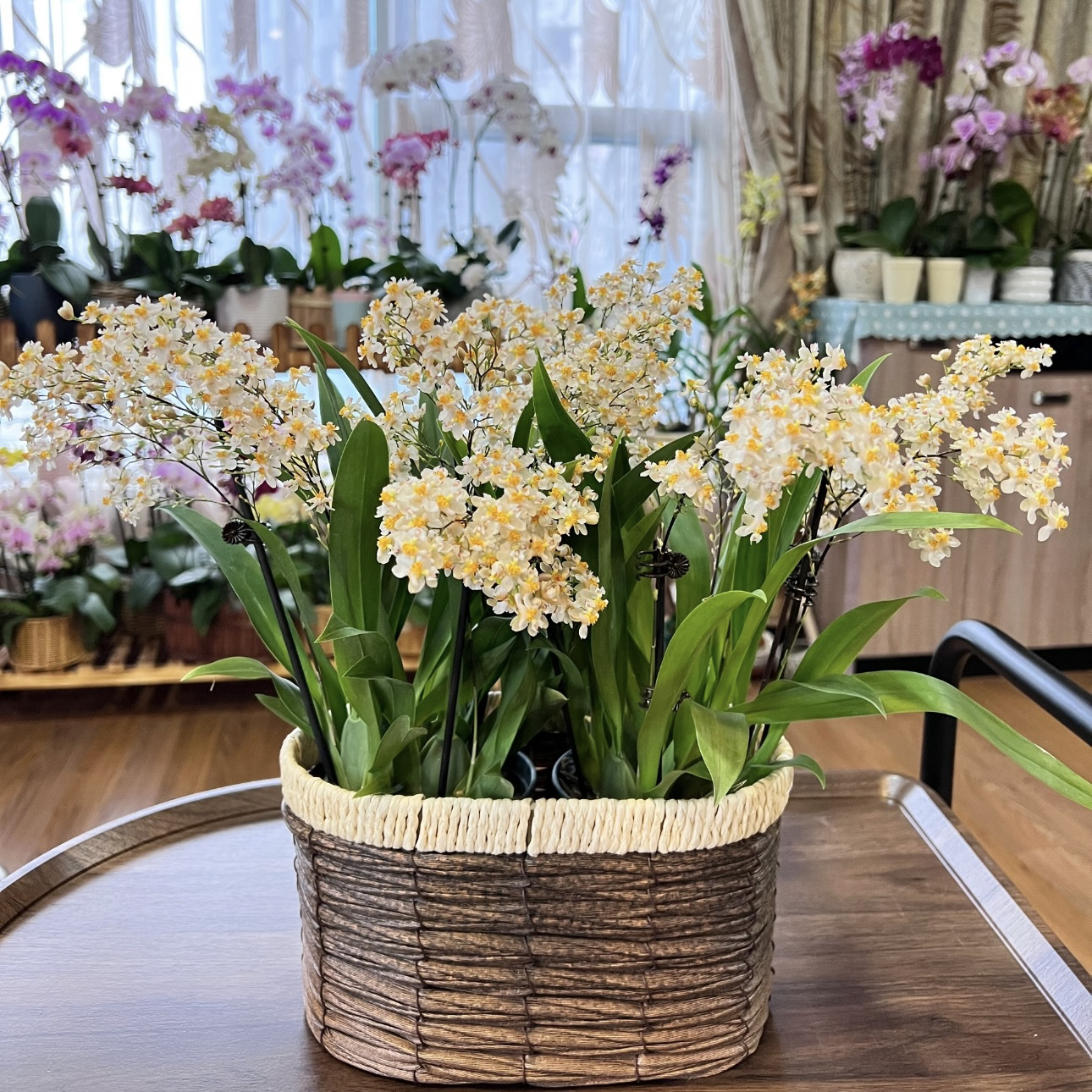 【罗曼香】米白色梦香兰（25支以上）精致爆花 带香味 耐寒 新手易养