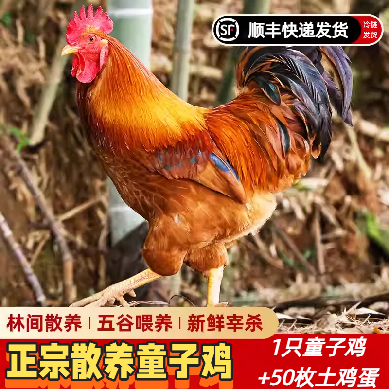 【拍一发二】皖南农家纯正散养土鸡鸡蛋组合 1只童子鸡+50枚土鸡蛋